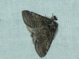 gluphisia crenata.jpg - Pupulieren tandvlinder - gluphisia crenata